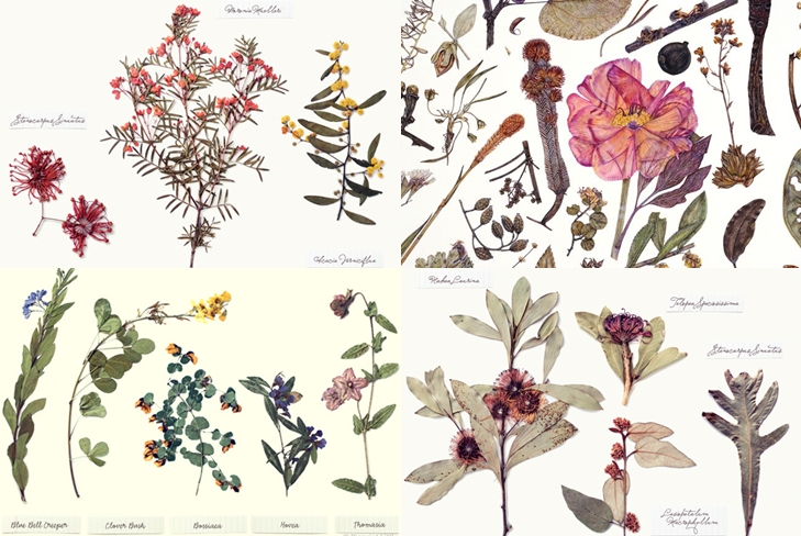 Hvordan man laver og arrangerer en herbarium af blade