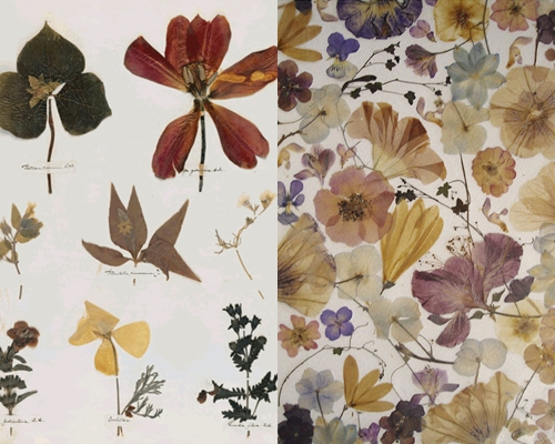 Hvordan man laver og arrangerer en herbarium af blade