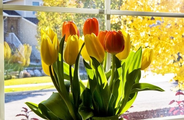 Tulipaner i hjemmet