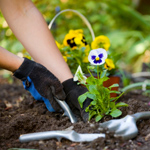 Sådan opretter du en blomsterhave