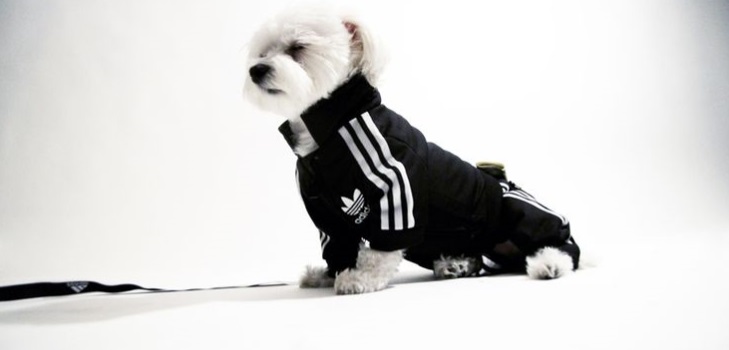 Varm fleece overordnet til en hund