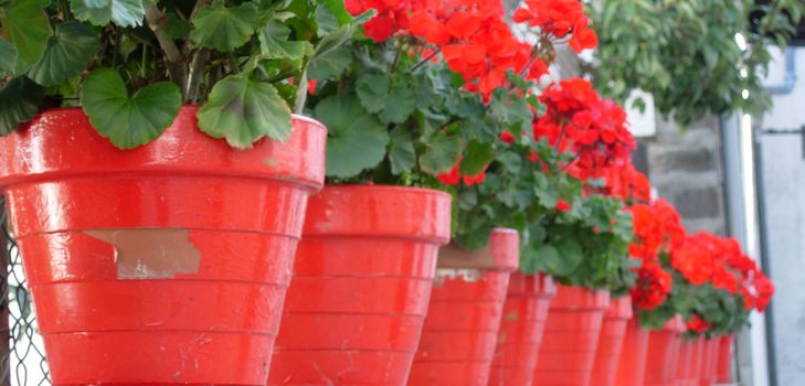 Pas på pelargoner