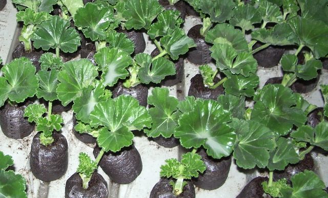 Pas på pelargoner