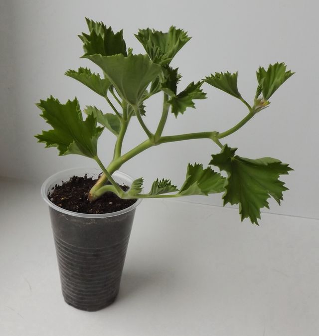 Pas på pelargoner
