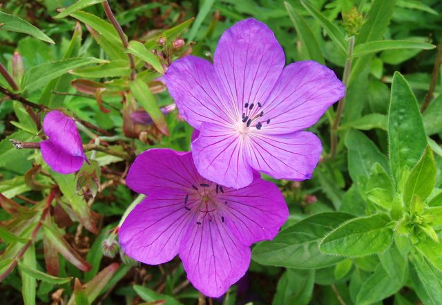 Pas på pelargoner