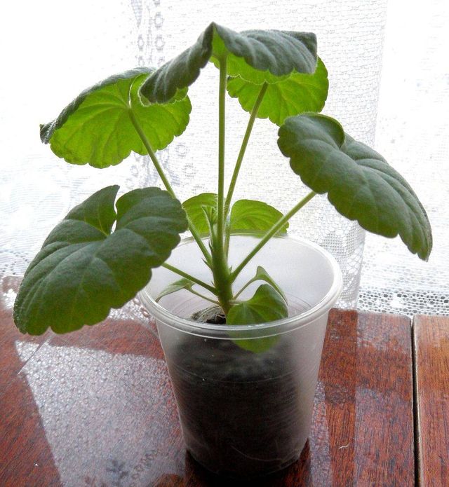 Pas på pelargoner