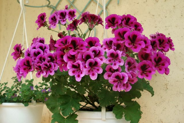 Pas på pelargoner