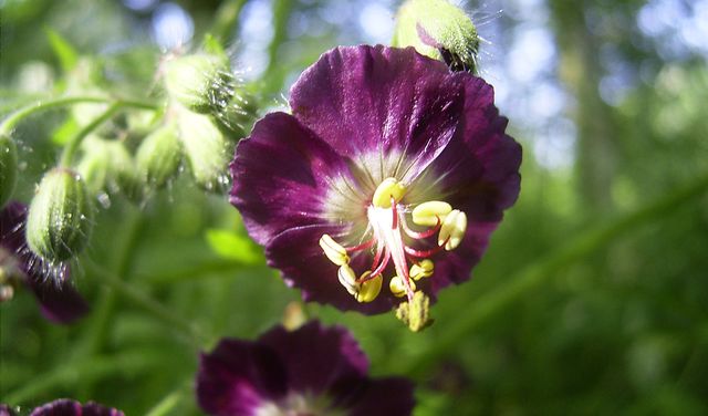Pas på pelargoner