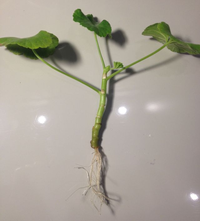Pas på pelargoner