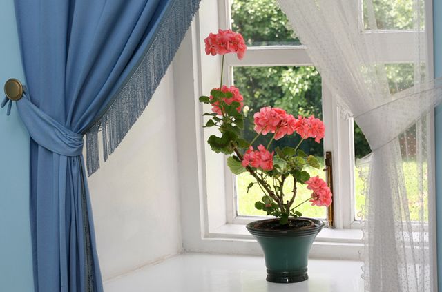 Pas på pelargoner