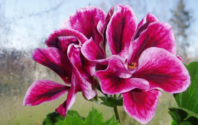 Pas på pelargoner