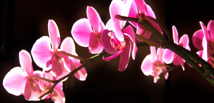 Orchid: pleje efter blomstring Orchid: pleje efter blomstring