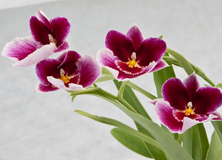 Efter blomstringen kan der forekomme nye knopper Efter blomstringen kan der forekomme nye knopper