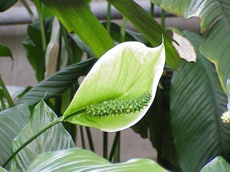 Pas på spathiphyllum i hjemmet Pas på spathiphyllum i hjemmet
