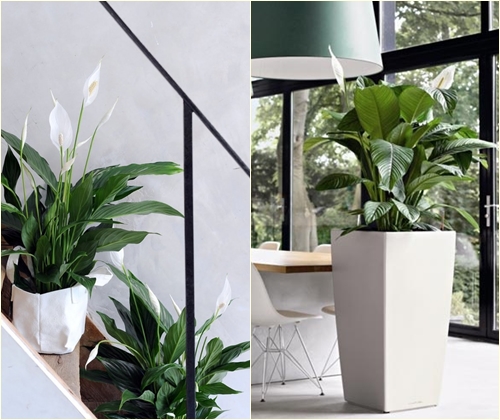 Sygdomme og behandling af spathiphyllum
