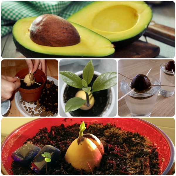 Hvordan man dyrker avocado fra en sten