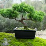 Hvordan man dyrker en bonsai