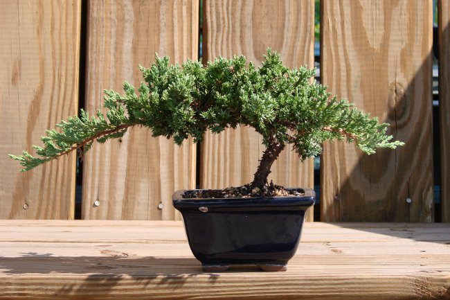 Hvordan man dyrker bonsai hjemme