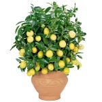 Hvordan dyrker man en citron derhjemme? Hvordan dyrker man en citron derhjemme?