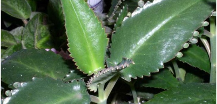 Kalanchoe plante