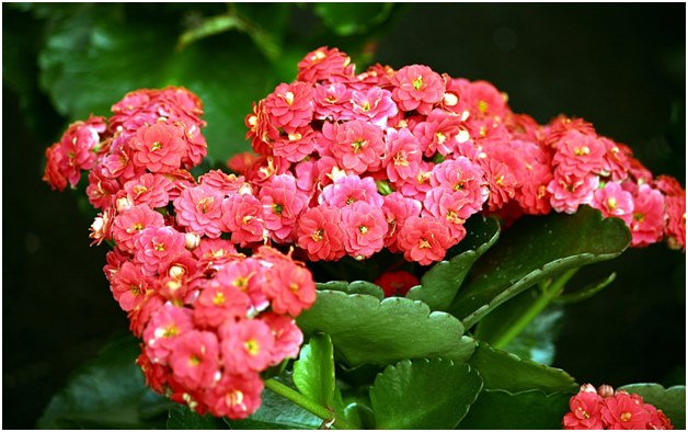 Kalanchoe blomst
