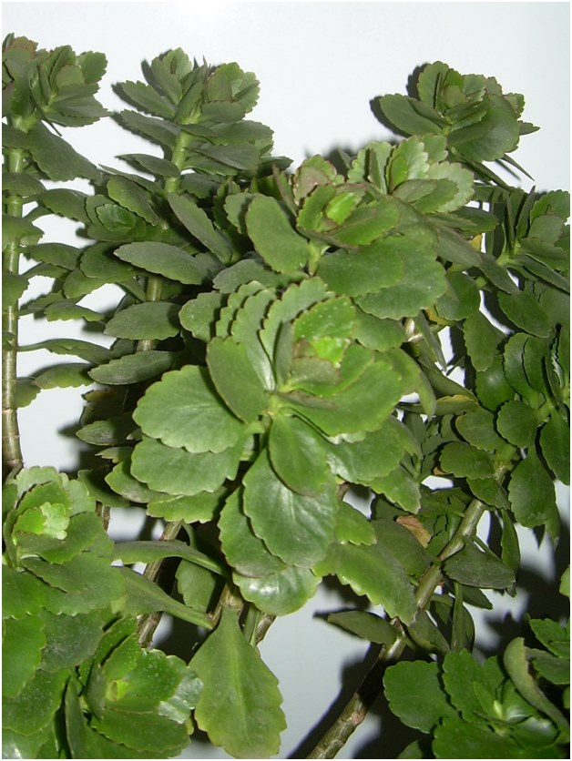 stiklinger af Kalanchoe
