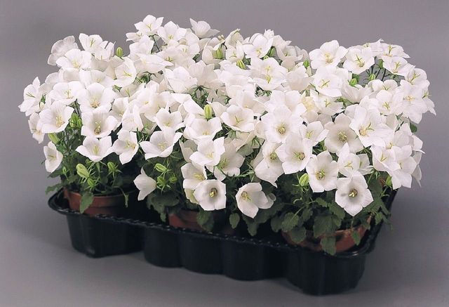 Omsorg for Campanula