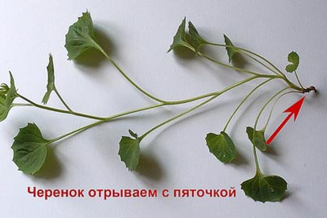Omsorg for Campanula