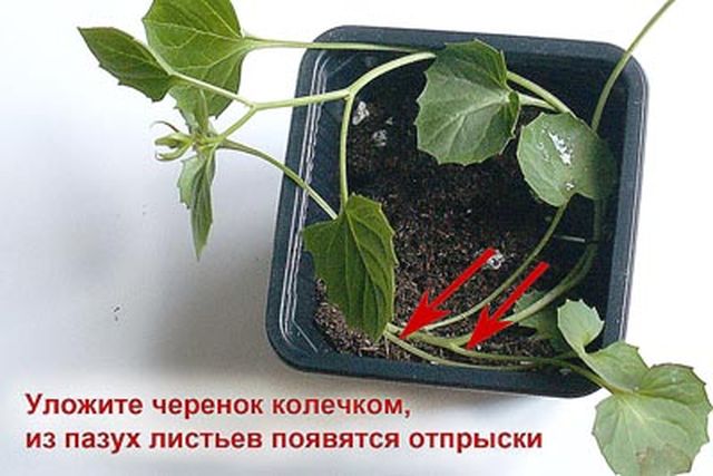Omsorg for Campanula