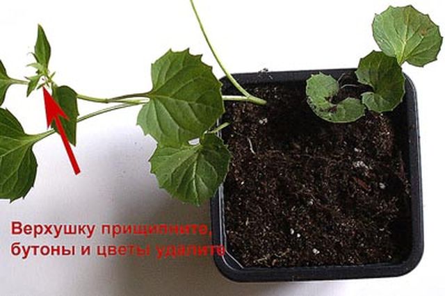 Omsorg for Campanula