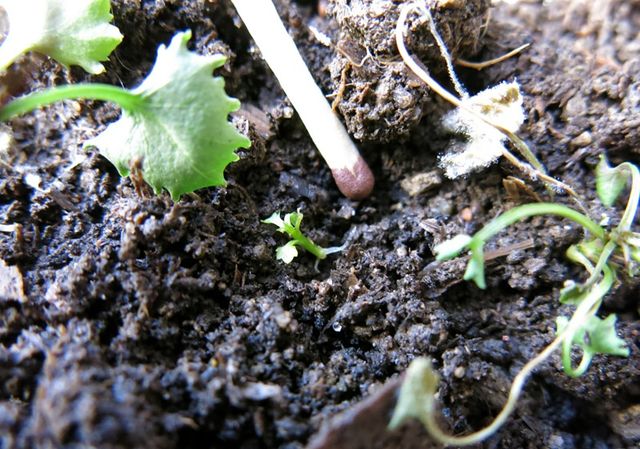 Omsorg for Campanula