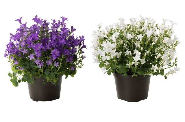 Omsorg for Campanula