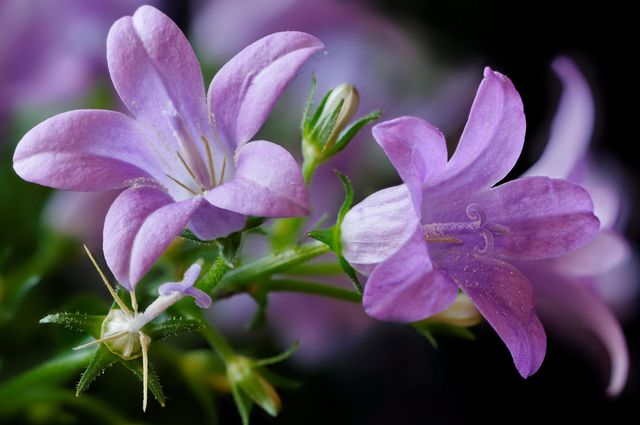 Campanula derhjemme - plantning og pleje (video, foto): rådgivning til en nybegynder floriculturalist