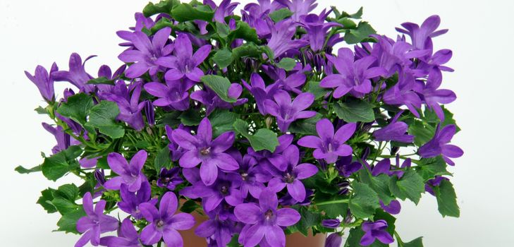 Omsorg for Campanula