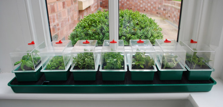 Kartofler frøplanter