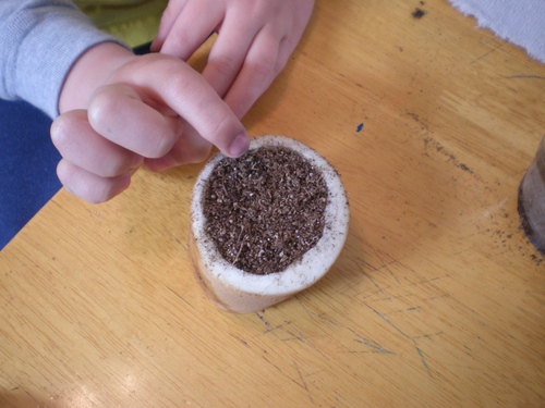 Kartofler frøplanter