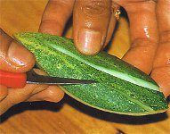 Carving fra grøntsager og frugter?