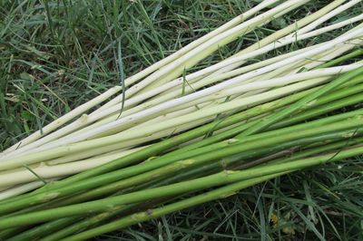 Blomsterseng fra vinstokken med egne hænder
