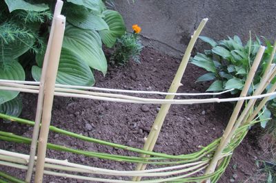 Blomsterseng fra vinstokken med egne hænder