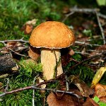 Hvornår skal man samle svampe
