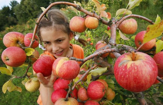 Hvornår skal man samle æbler til opbevaring: sommer, efterår og vinter sorter. Hvordan kan du samle æbler fra et træ