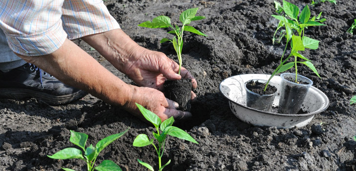 Hvornår skal du plante frøplanter i det åbne jord?
