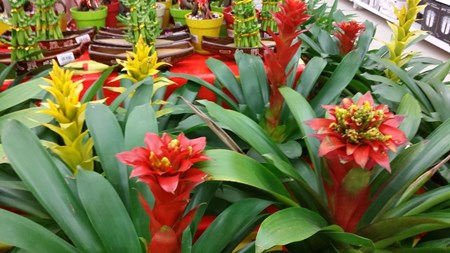 Hvordan man tager sig af guzmania derhjemme Hvordan man tager sig af guzmania derhjemme