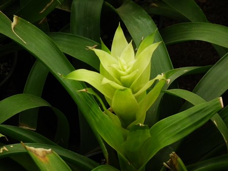 Guzmania: hvordan man bryr sig om avlssæsonen Guzmania: hvordan man bryr sig om avlssæsonen