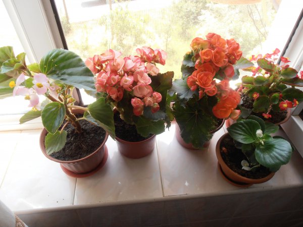 Indendørs blomst begonia: hjemmepleje