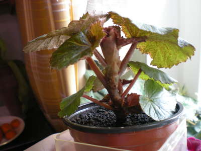 Indendørs blomst begonia: hjemmepleje