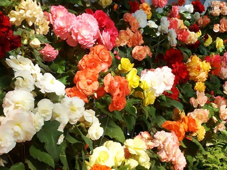 Indendørs blomst begonia: hjemmepleje