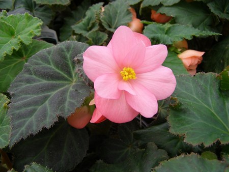 Indendørs blomst begonia: hjemmepleje