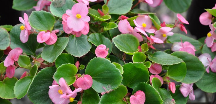 Indendørs blomst begonia: hjemmepleje