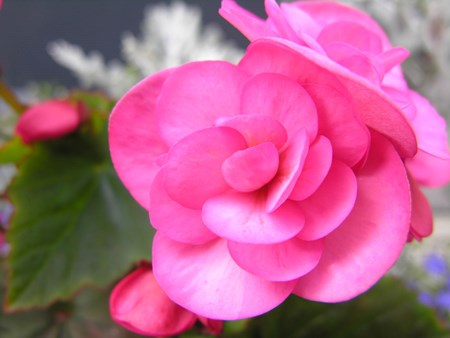 Begonia tiggeren kommer fra tropiske og subtropiske skove Indendørs blomst begonia: hjemmepleje